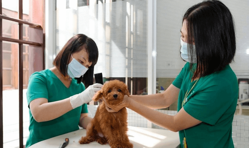 Nhân viên chăm sóc và tạo mẫu thú cưng