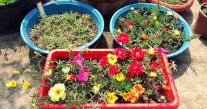 Các phương pháp trồng hoa mười giờ phổ biến nhất