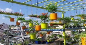 Cách trồng và chăm sóc hoa mười giờ đơn giản, dễ thực hiện