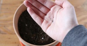 Kỹ thuật thu hoạch hoa mười giờ