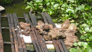 Kỹ thuật nuôi ếch chi tiết cho người mới bắt đầu