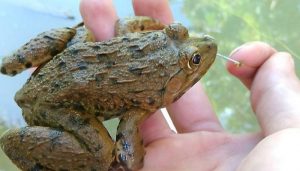 Lựa chọn con giống chất lượng và phù hợp