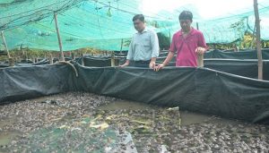 Xây hồ phù hợp khi nuôi ếch