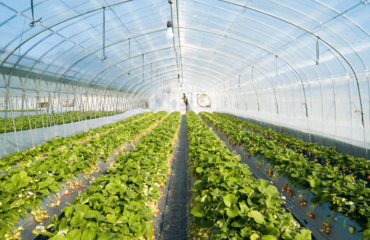 Tại sao nên ứng dụng nhà kính trồng rau trong thời điểm nông nghiệp hiện đại