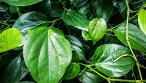 Cách sử dụng tinh dầu hiệu quả