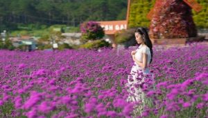 đi đà lạt vào mùa nào đẹp?