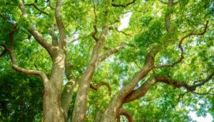 Đặc điểm của cây long não