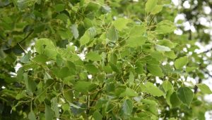 Những tác dụng của cây long não trong y học cổ truyền