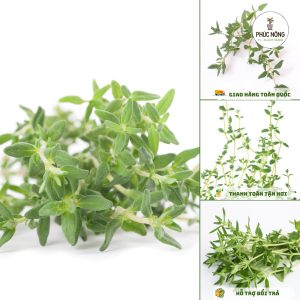 Hạt giống cỏ xạ hương Thyme