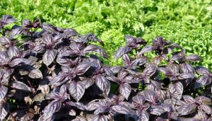 Cây hương nhu là cây gì