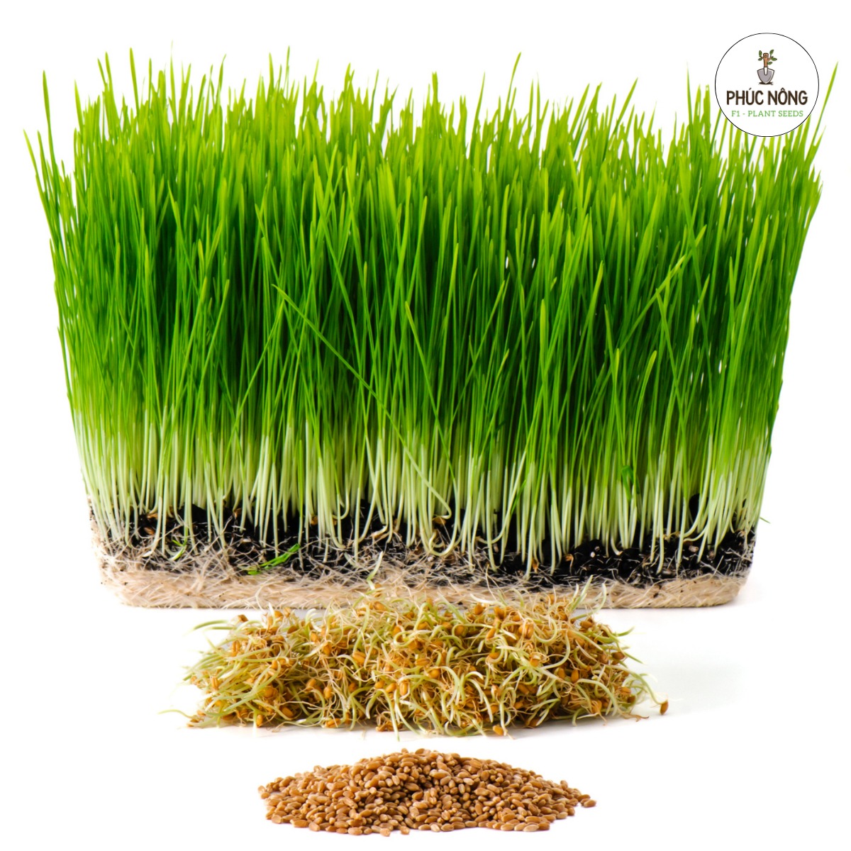 Hạt giống cỏ lúa mạch hay được gọi là cỏ lúa mì