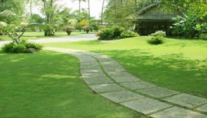 Hạt giống của Phúc Nông có chất lượng hay không?