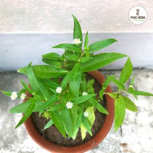 Hạt giống cỏ dược liệu