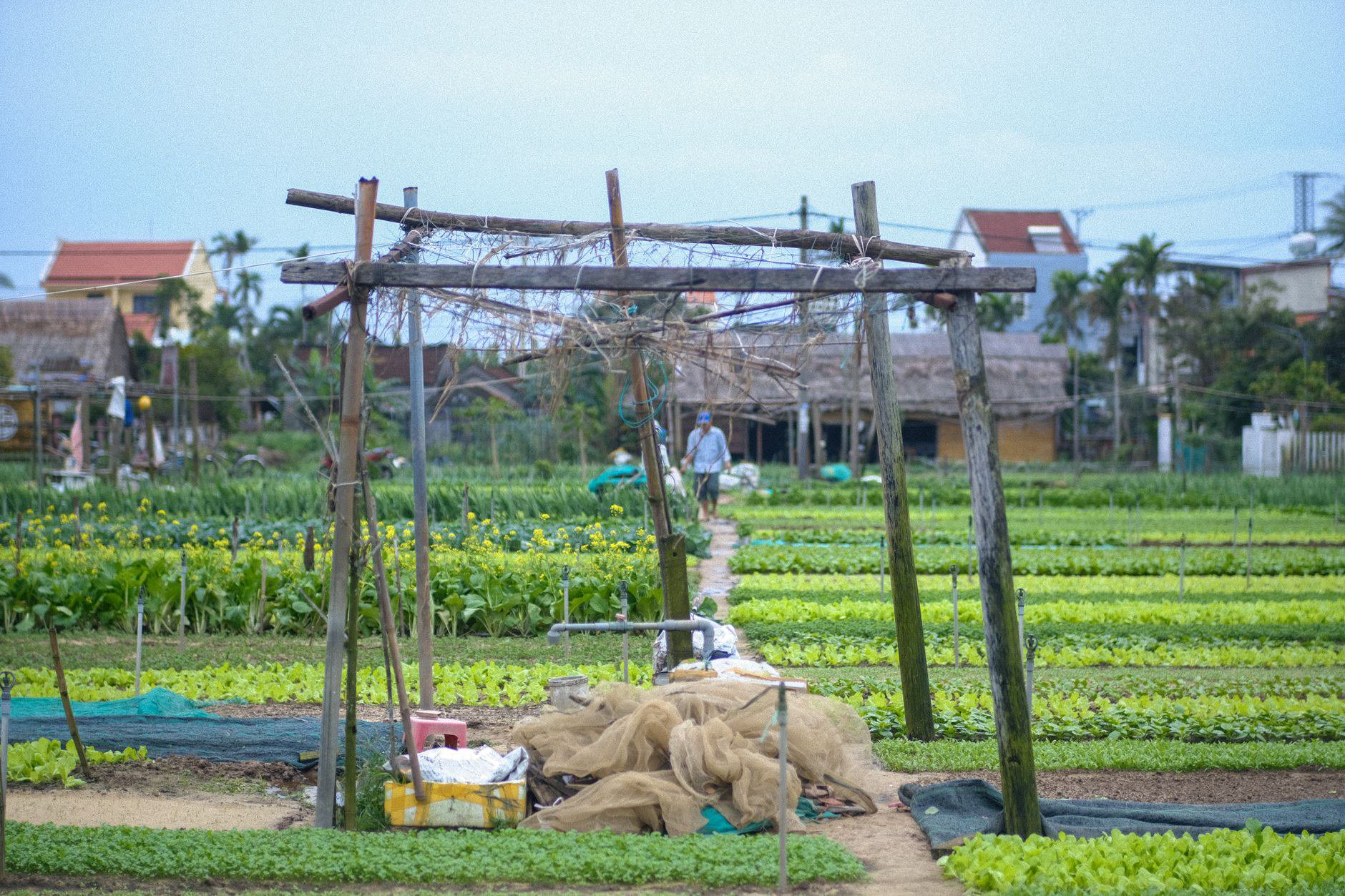 Xu hướng 3: Trải nghiệm nông trại, vườn rau theo mùa thay vì chỉ tham quan điểm chụp ảnh Xu hướng 3: Trải nghiệm nông trại, vườn rau theo mùa thay vì chỉ tham quan điểm chụp ảnh